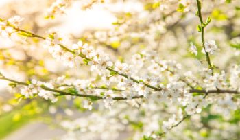  Spring Rebirth: How The Spring Seasons Inspire You to Re-start Your Life Fresh